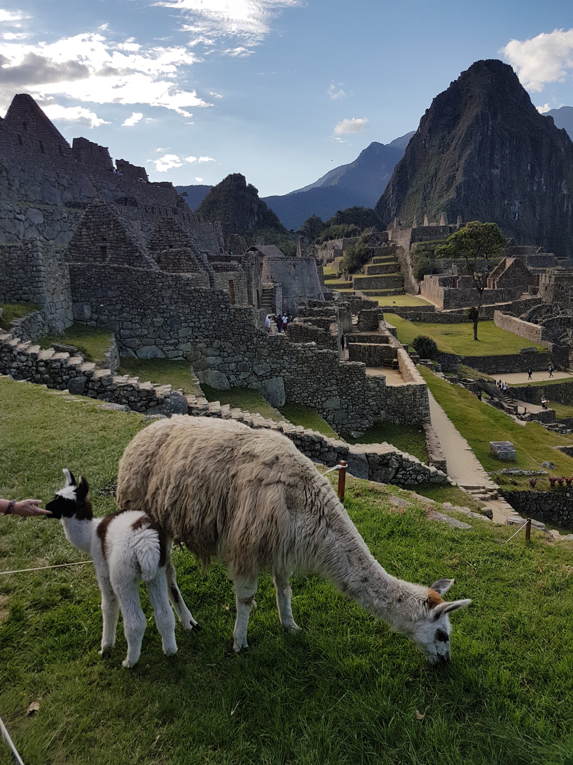 
          
            Alpaca VS Llama
          
        